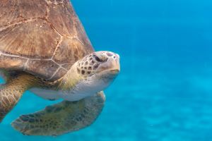 Sea Turtle CREDIT Texas State Aquarium