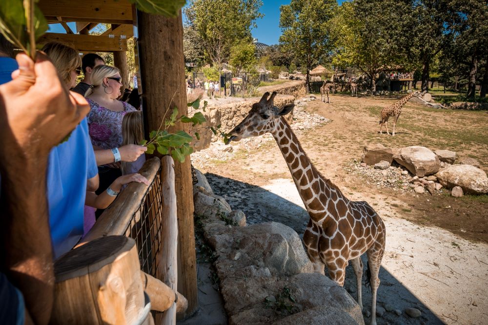 Giraffe feeding at the Henry Doorly Zoo and Aquarium. Credit: Visit Omaha