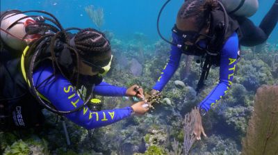 Atlantis Paradise Island's Atlantis Blue Project Foundation Coral Outplanting Program