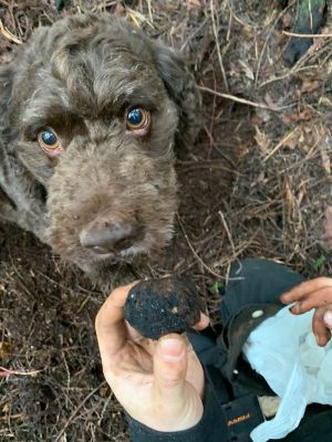 Falco the dog being shown a truffle held in a hand in a field.