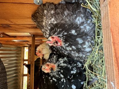 Finely feathered inhabitants (chickens) of The Grange at Stanly Ranch