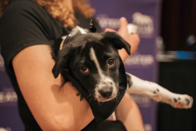 MGM Resorts International's Mindful Matters Series Puppy Yoga Event