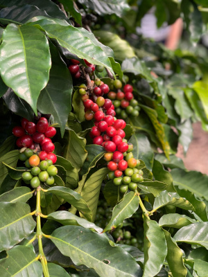 Coffee berries grown at O'o Farms in Upcountry Maui