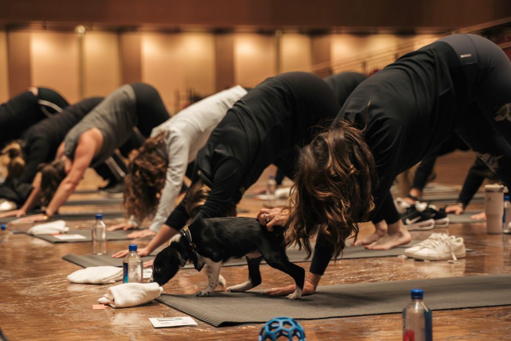 MGM Resorts International's Mindful Matters Series Puppy Yoga Event