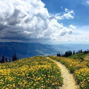 Views of Ogden Valley with wildflowers in bloom