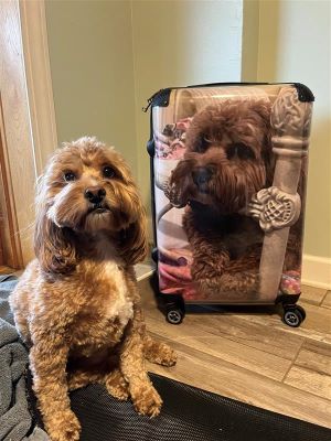 Photo of a labradoodle, Romeo, standing next to a suitcase with his photo on it.