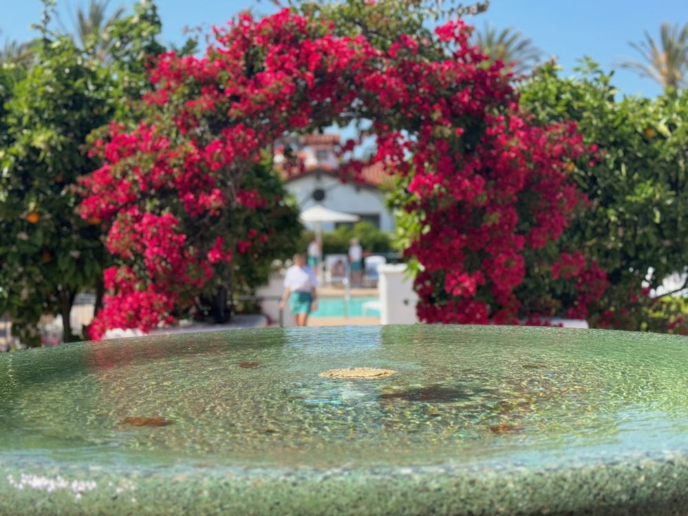 Photo of red bougainvillea in back of a fountain.