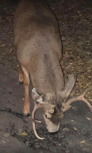 Photo of Thor the Deer foraging.