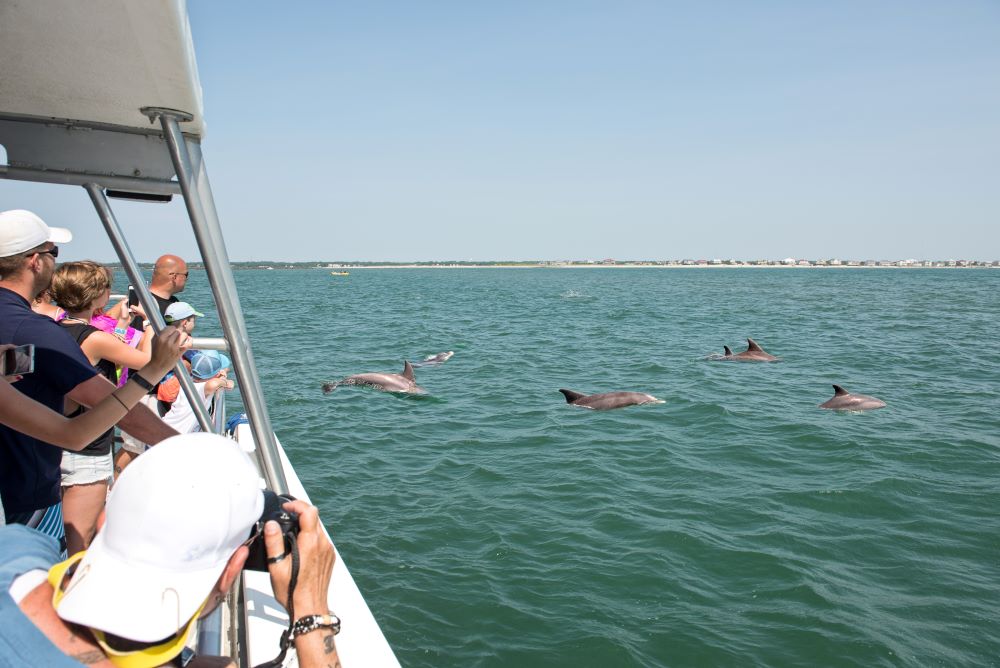 Dolphin viewing in Myrtle Beach