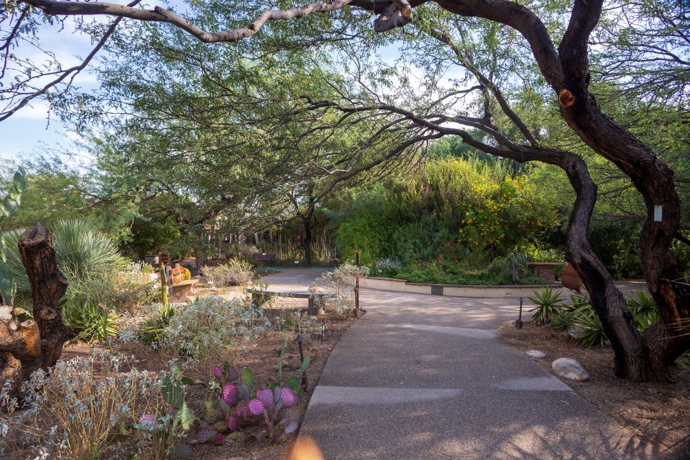 Tohono Chul Gardens, Tucson