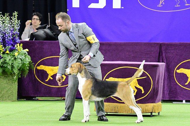 Westminster Dog Show, Credit: a katz, Shutterstock