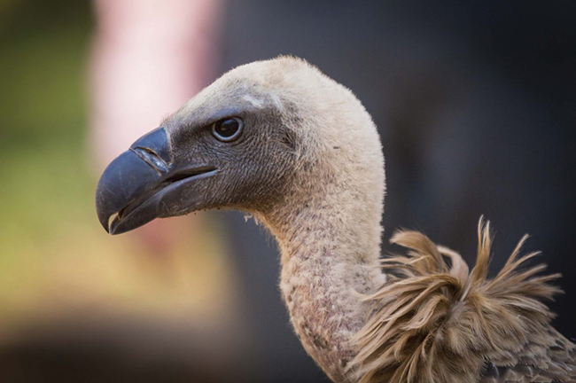 Vulture Culture Experience at Victoria Falls Safari Lodge