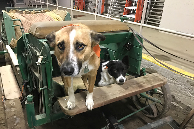 Grand National Rodeo's Unofficial Mascots