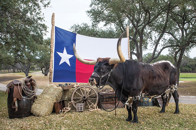 Texas Longhorn Photo Op at Hyatt Regency Hill Country Resort, Credit: Goen South Events