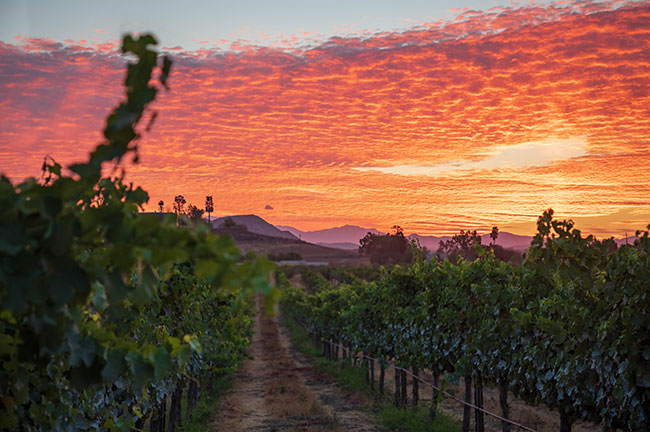 Temecula Vineyards at Dusk