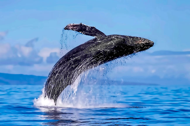 Humpback Whale Sighting in Maui