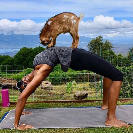 Maui Goat Yoga at Ali’I Kula