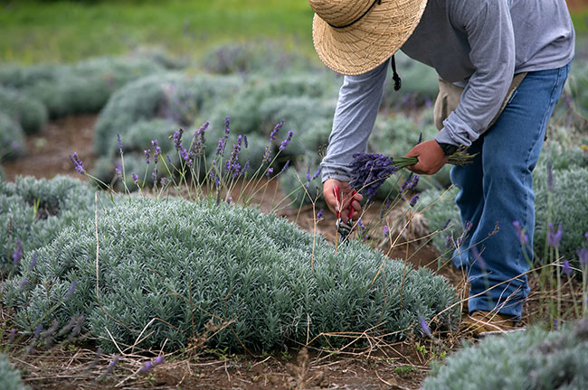 Maui Lavender Farm