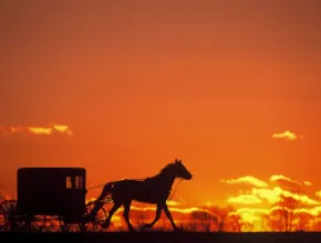 Buggy Silhouette