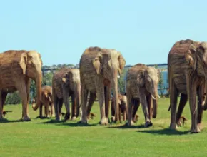 The Great Elephant Migration on Newport's Cliff Walk.