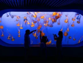 Photo of people standing in front of a tank of jellyfish at the Monterey Bay Aquarium.