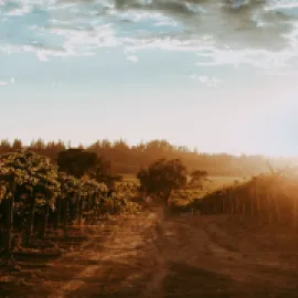 Photo of Balletto Vineyards with sun rising on the right.