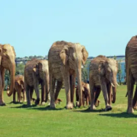 The Great Elephant Migration on Newport's Cliff Walk.