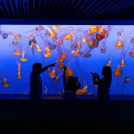 Photo of people standing in front of a tank of jellyfish at the Monterey Bay Aquarium.