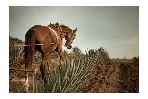 An exhausted horse plows blue agave fields outside ancient Atotonilco el Alto in Jalisco to aerate the iron-rich soil that enriches the agave in sugars.