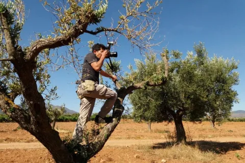 Joel Salcido in olive tree.