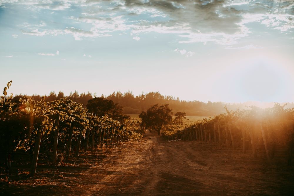 Photo of Balletto Vineyards with sun rising on the right.