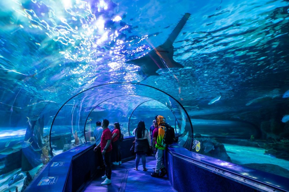 Ripley's Aquarium Photo Credit Visit Myrtle Beach