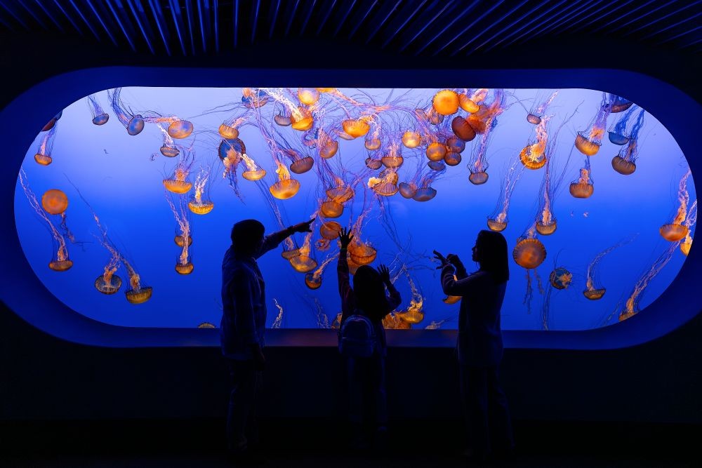 Photo of people standing in front of a tank of jellyfish at the Monterey Bay Aquarium.